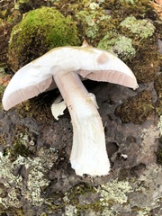 Agaricus didymus