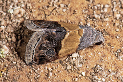 Tripudia balteata