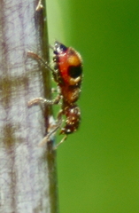 Enoclerus rosmarus