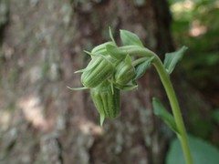 Rugelia nudicaulis