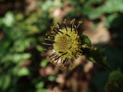 Rugelia nudicaulis