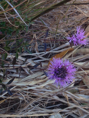Monardella purpurea