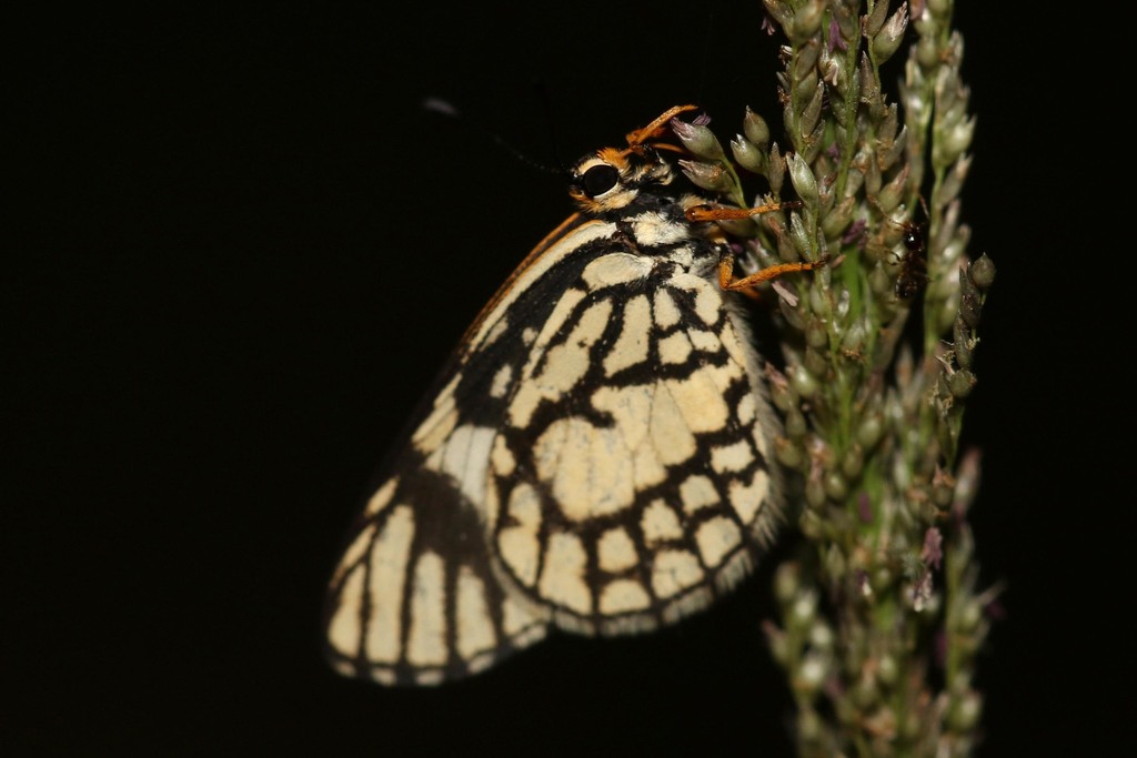 Nyassa Zulu