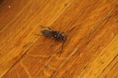 Enaphalodes hispicornis