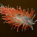 Carronella pellucida - Photo (c) Jeff Goddard, algunos derechos reservados (CC BY-NC)