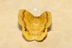 Petrodava leucicolor