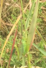 Orchelimum gladiator