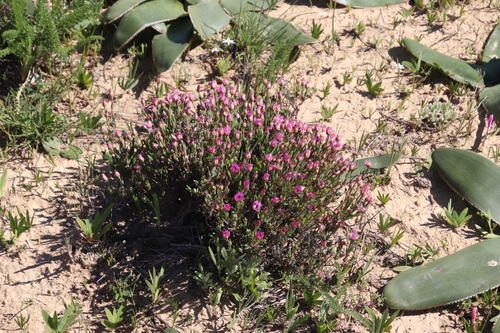 Antimima stayneri