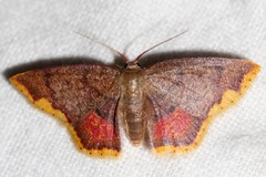 Chrysocraspeda nigribasalis