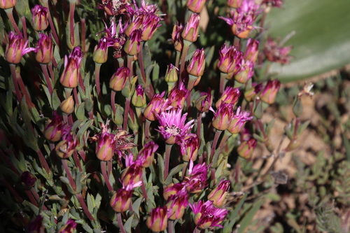 Antimima stayneri