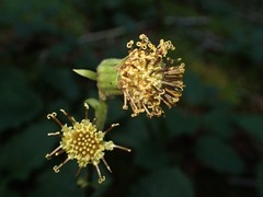 Rugelia nudicaulis