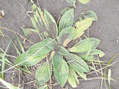 Plantago camtschatica