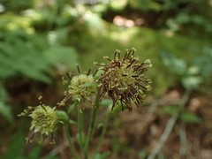 Rugelia nudicaulis