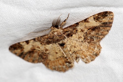 Colocleora divisaria