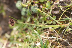 Carex parviflora