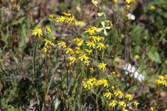 Senecio abruptus