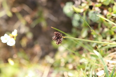 Carex parviflora