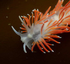 Carronella pellucida