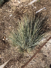 Corynephorus canescens