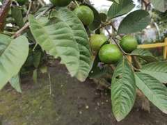 Psidium friedrichsthalianum