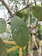 Psidium friedrichsthalianum