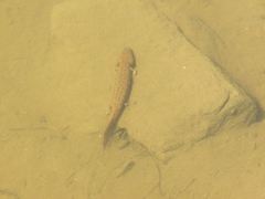 Necturus maculosus