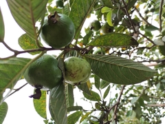 Psidium friedrichsthalianum