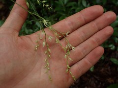 Stenanthium gramineum