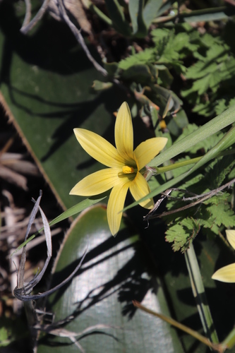 Image of Romulea hirta by (c) Tony Rebelo, some rights reserved (CC BY-SA)