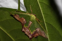 Antharmostes papilio