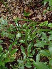 Stenanthium gramineum