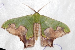 Antharmostes papilio