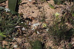 Pauridia serrata albiflora