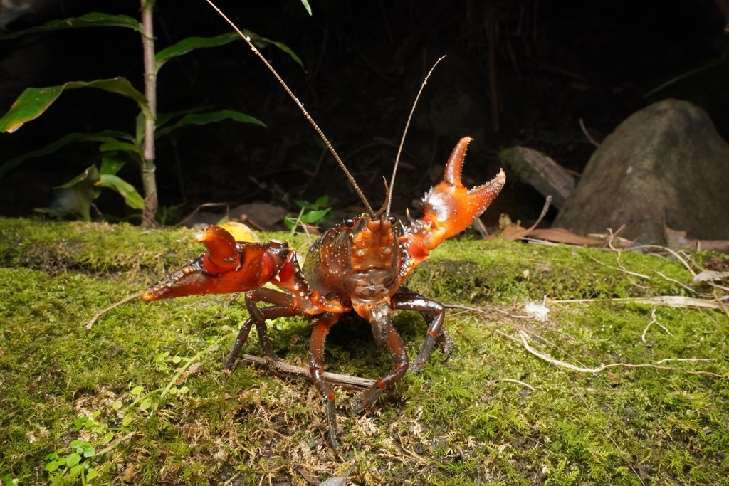Euastacus gumar