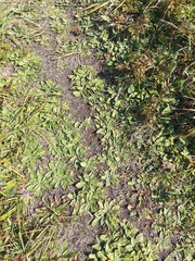 Plantago camtschatica