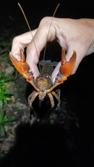Euastacus gumar