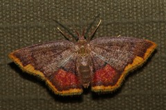 Chrysocraspeda nigribasalis