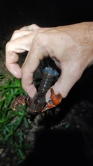 Euastacus gumar