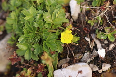 Potentilla brauniana