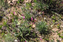 Hesperantha pauciflora