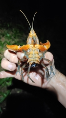 Euastacus gumar