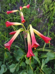 Phycella cyrtanthoides