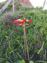 Phycella cyrtanthoides