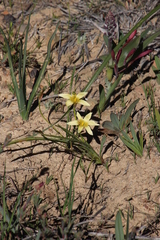 Romulea hirta