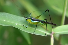 Dioncomena ornata