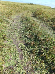 Plantago camtschatica