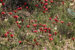 Romulea sabulosa