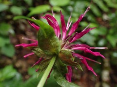 Monarda media