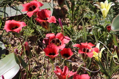 Romulea sabulosa