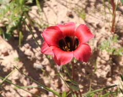 Romulea sabulosa